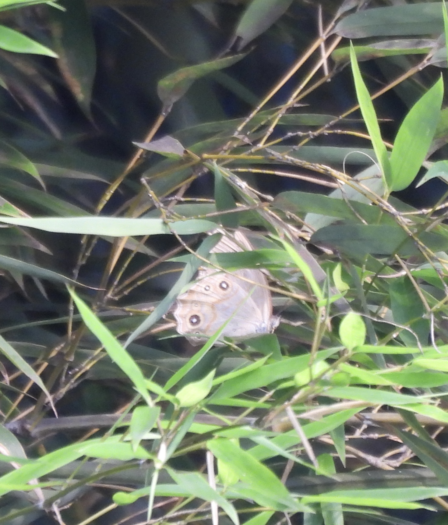 连纹黛眼蝶
