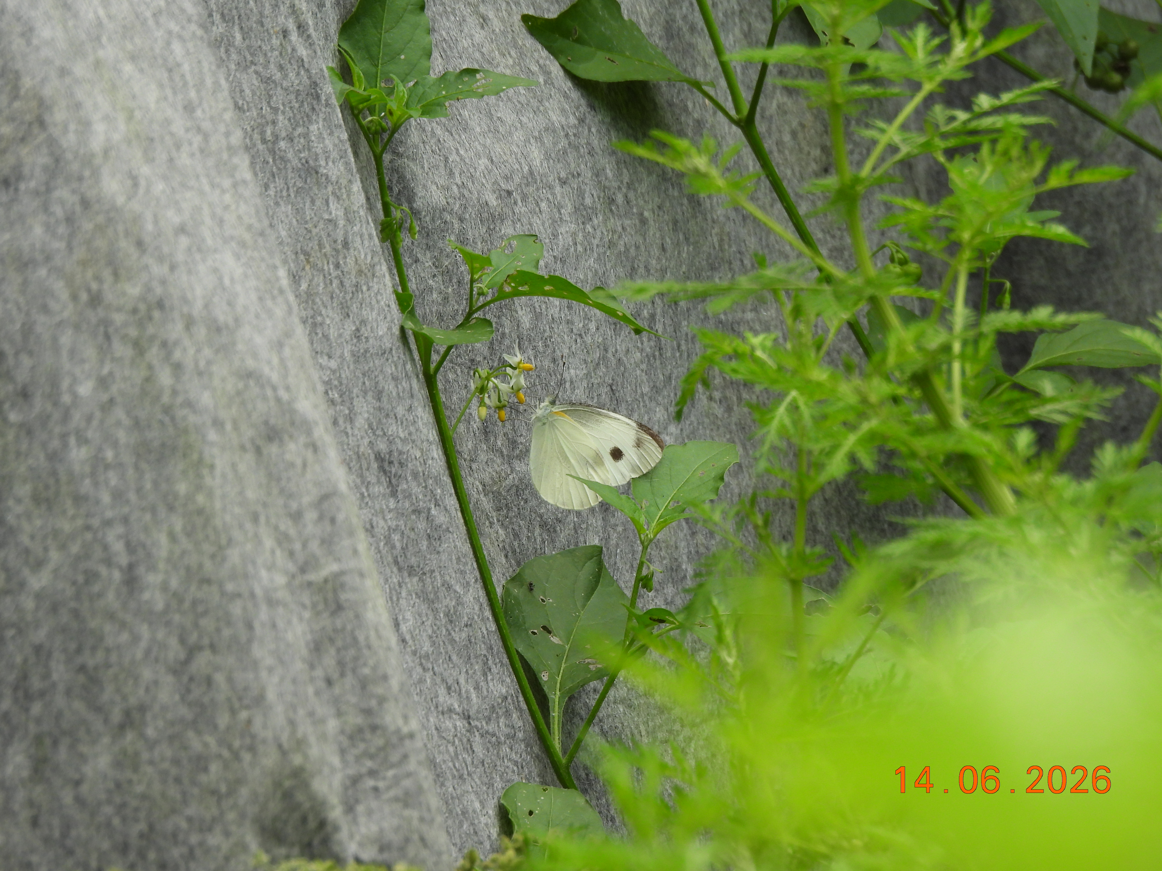 东方菜粉蝶
