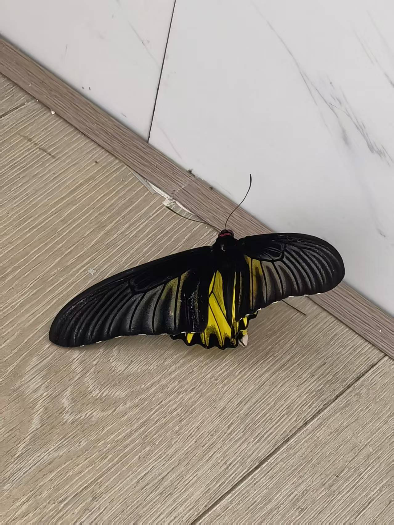 金裳凤蝶