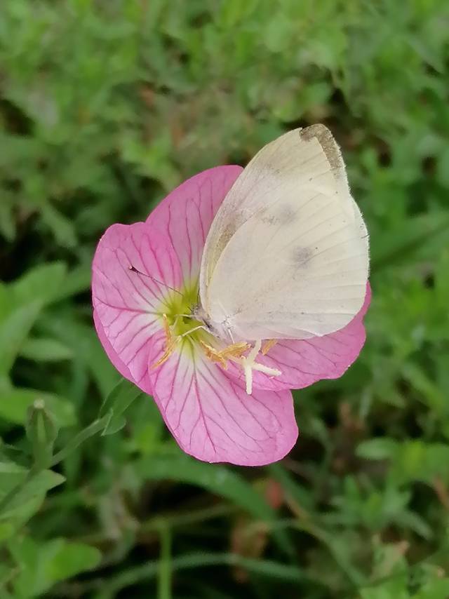 菜粉蝶