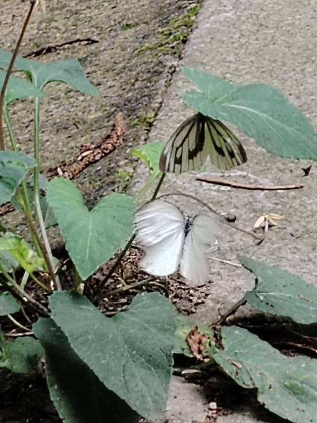 华东黑纹粉蝶