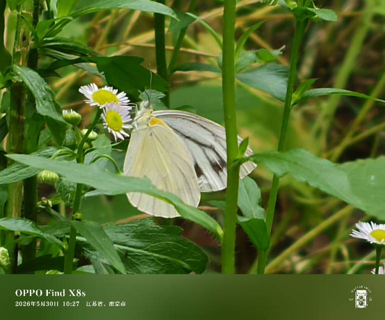 华东黑纹粉蝶