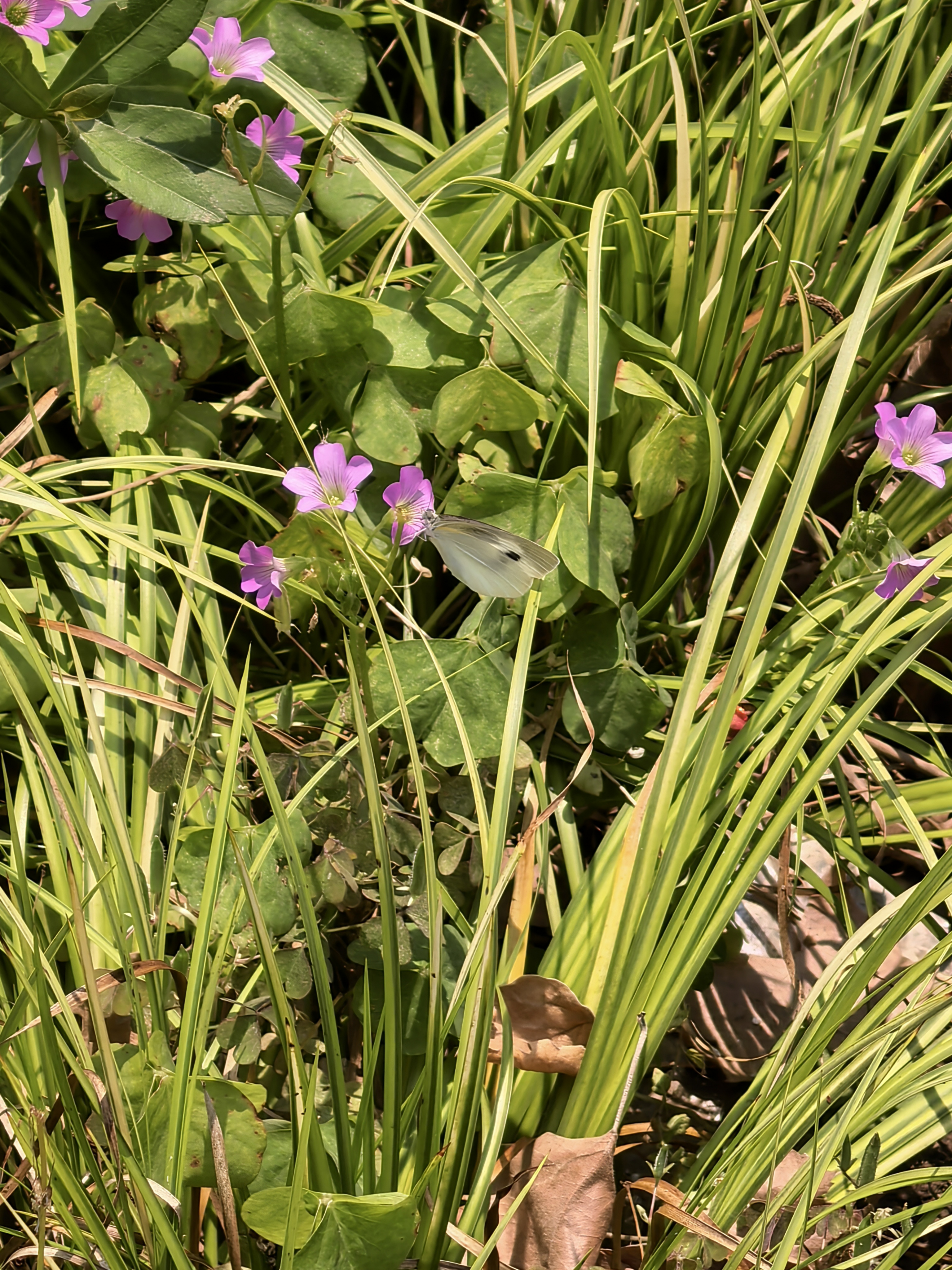 菜粉蝶