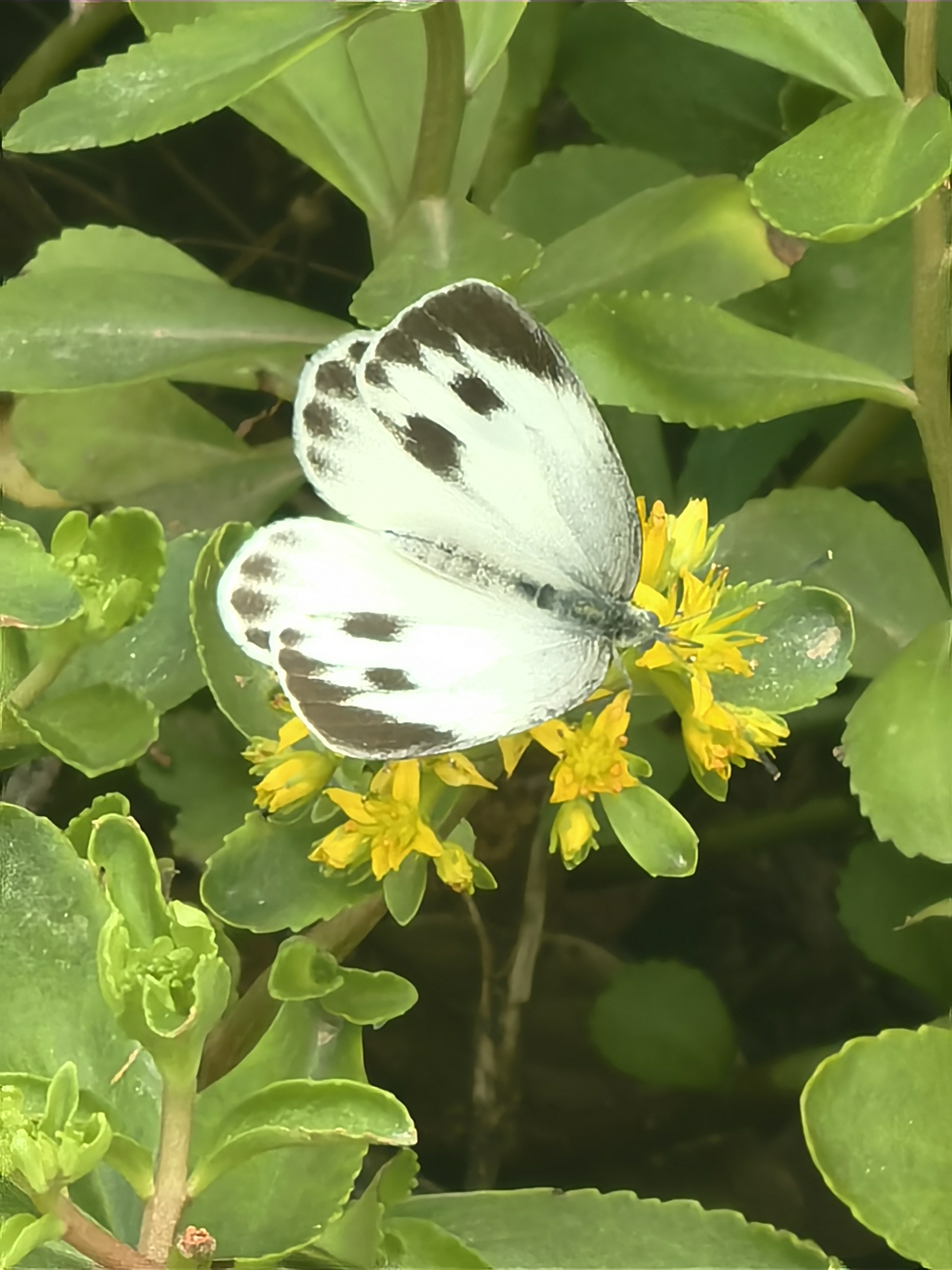 东方菜粉蝶