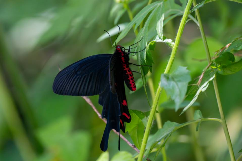 中华麝凤蝶