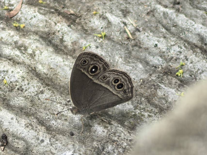 小眉眼蝶