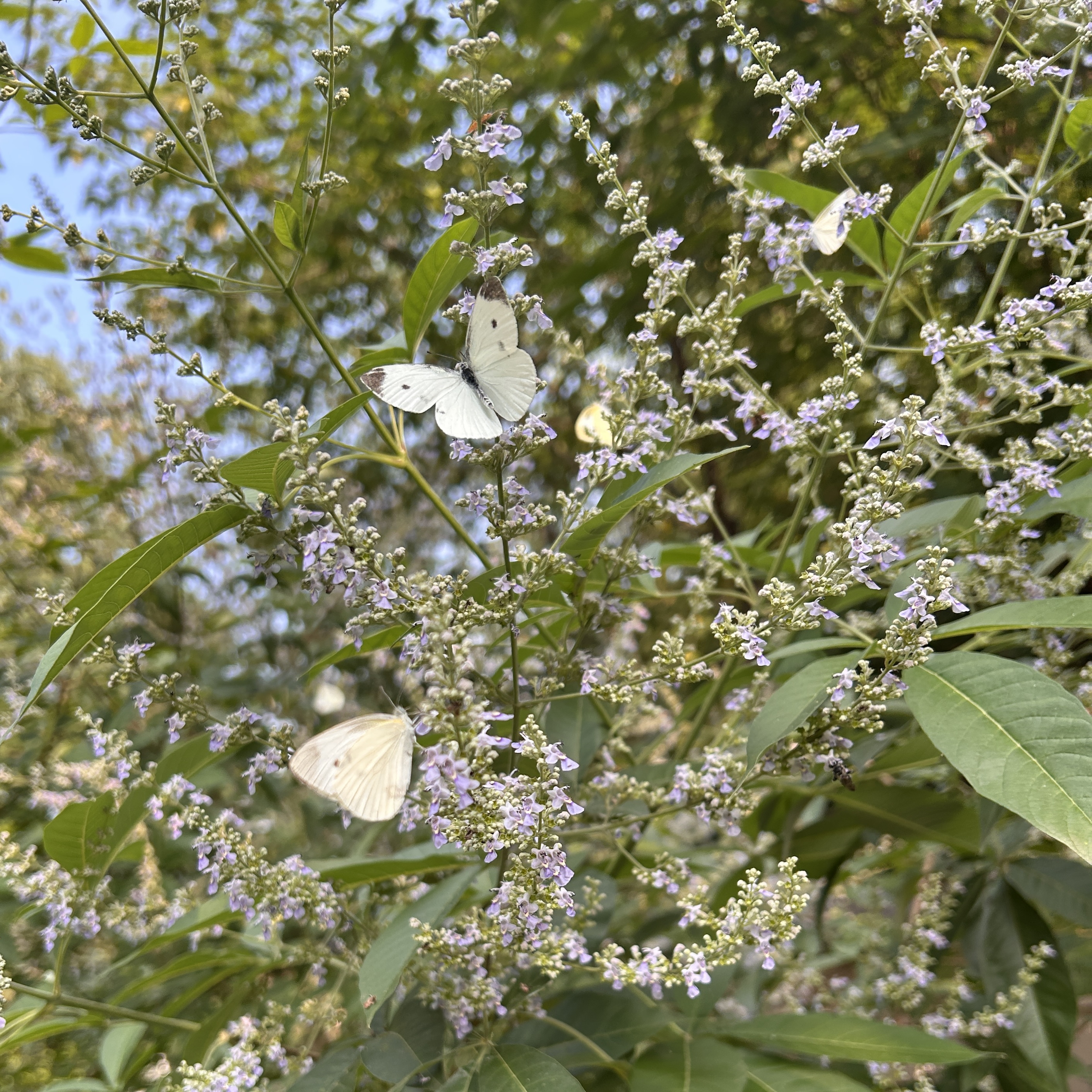 菜粉蝶