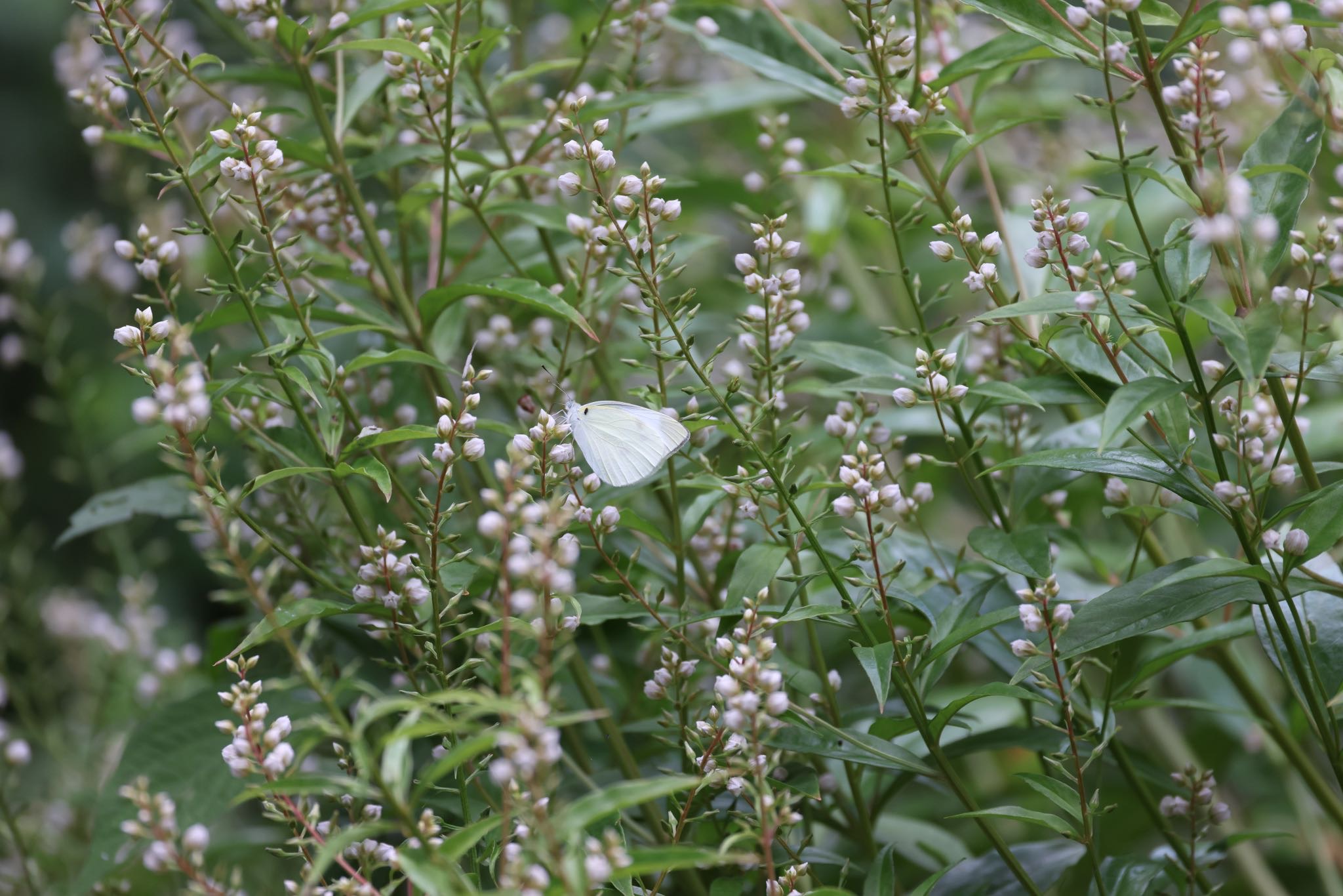 菜粉蝶