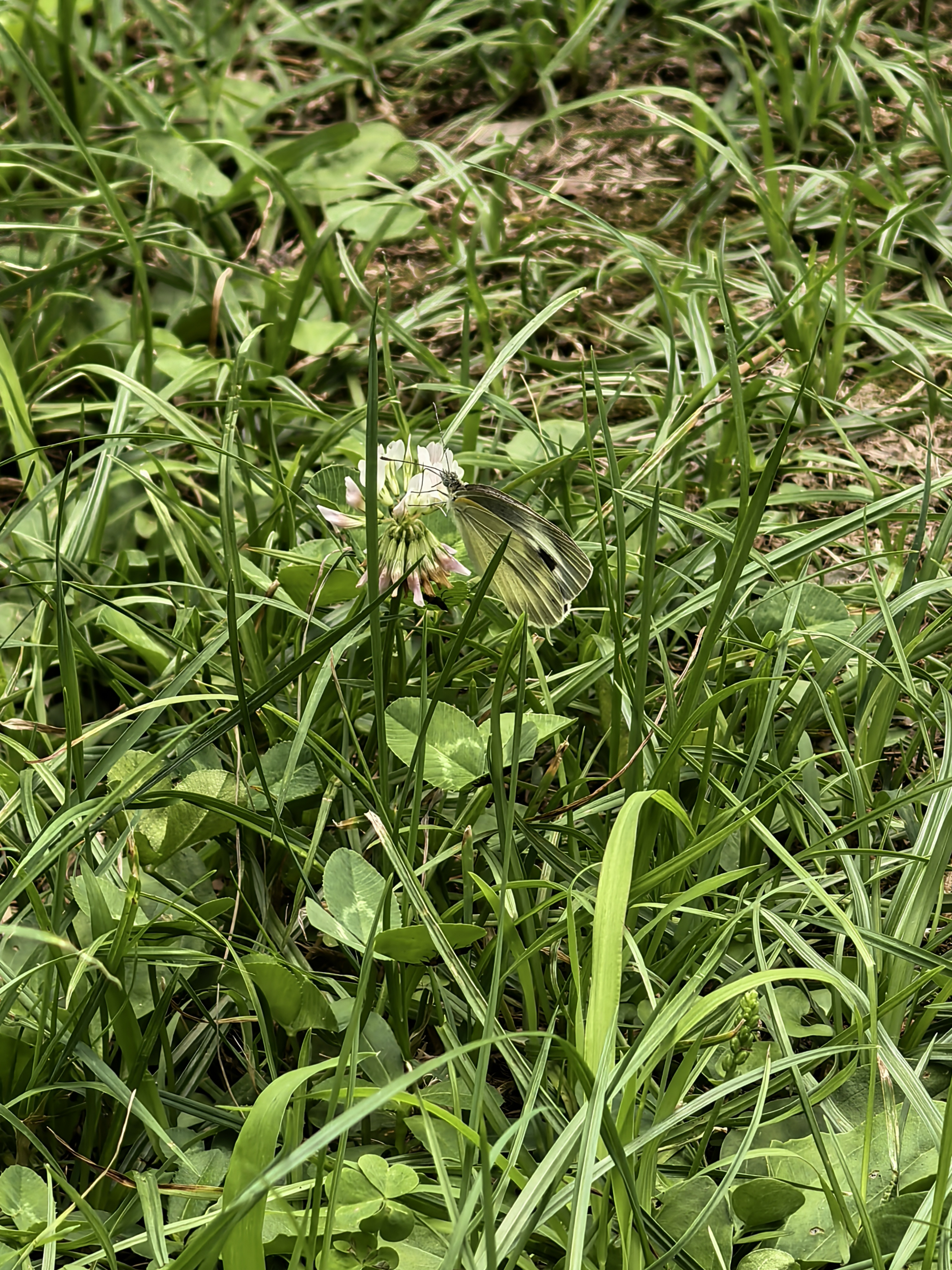 东方菜粉蝶