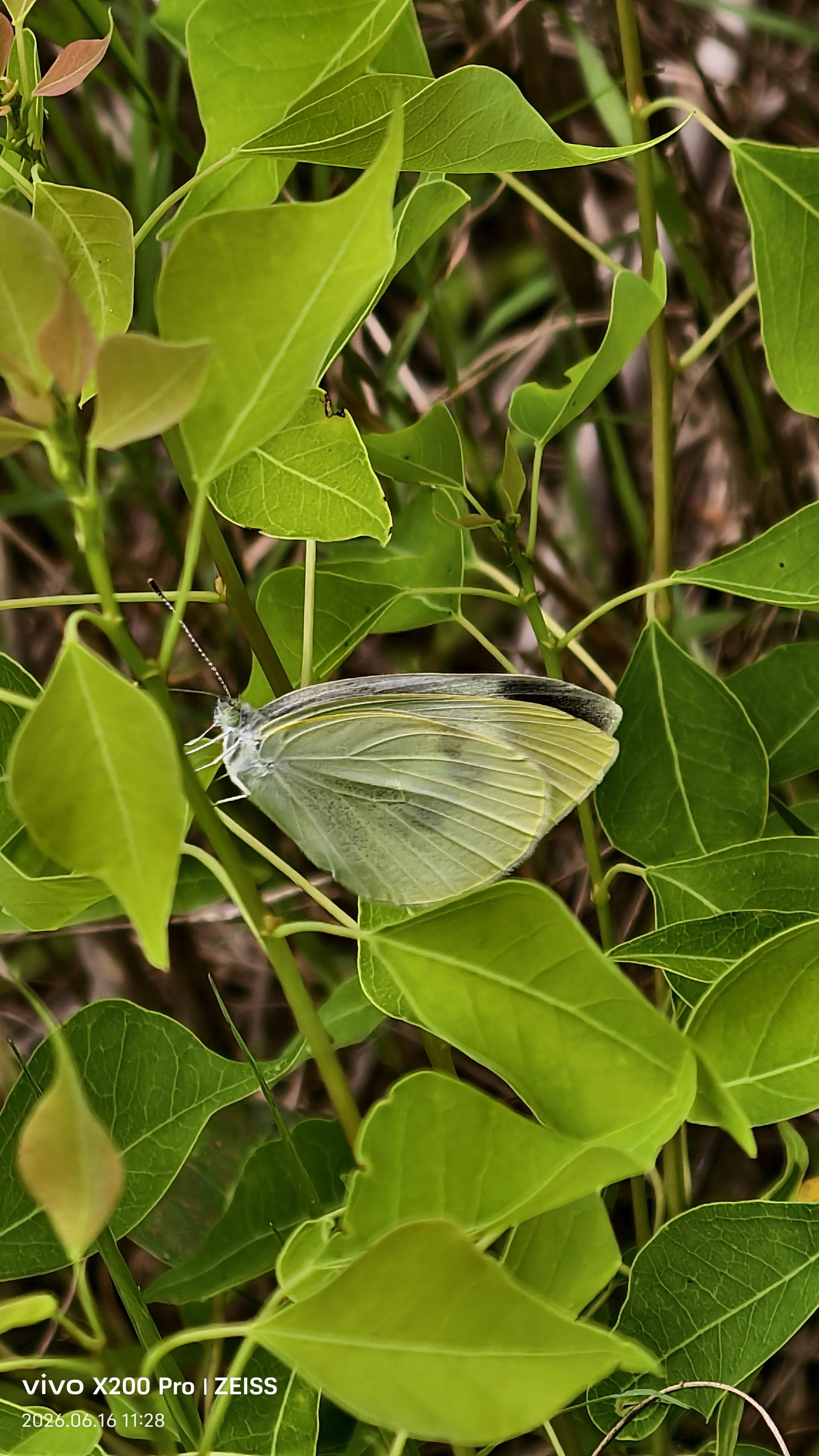 菜粉蝶