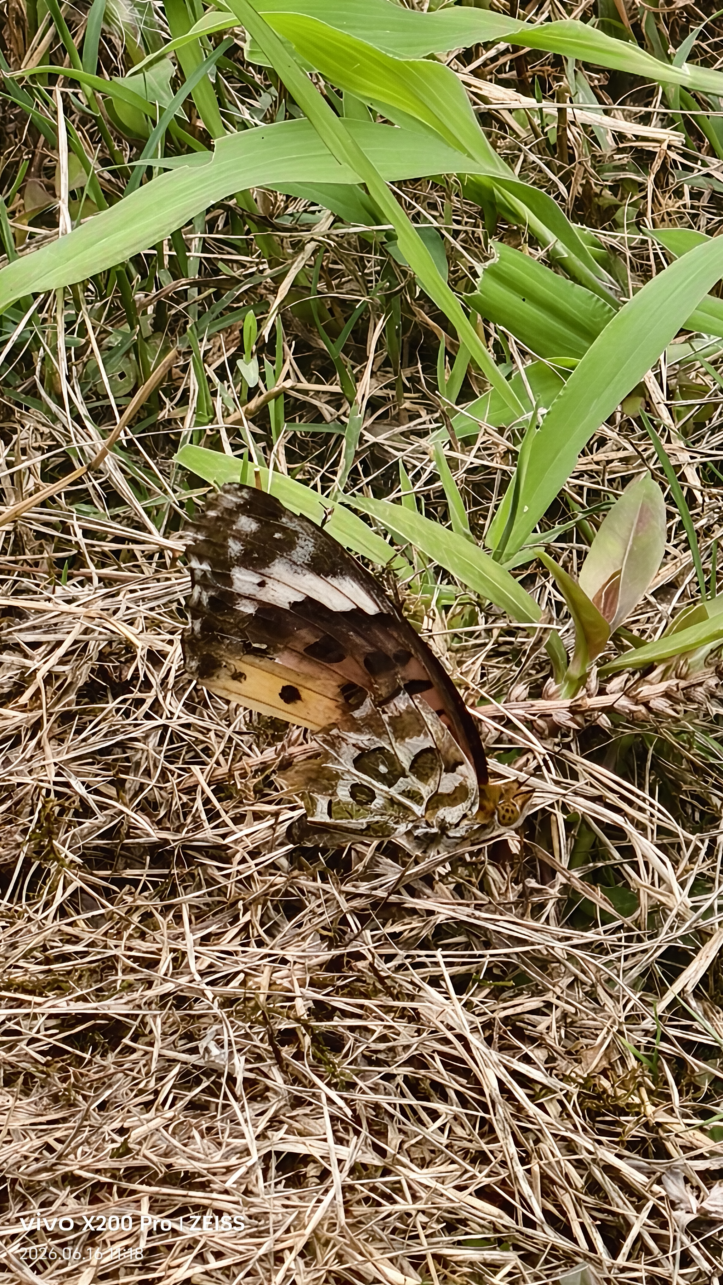 斐豹蛱蝶