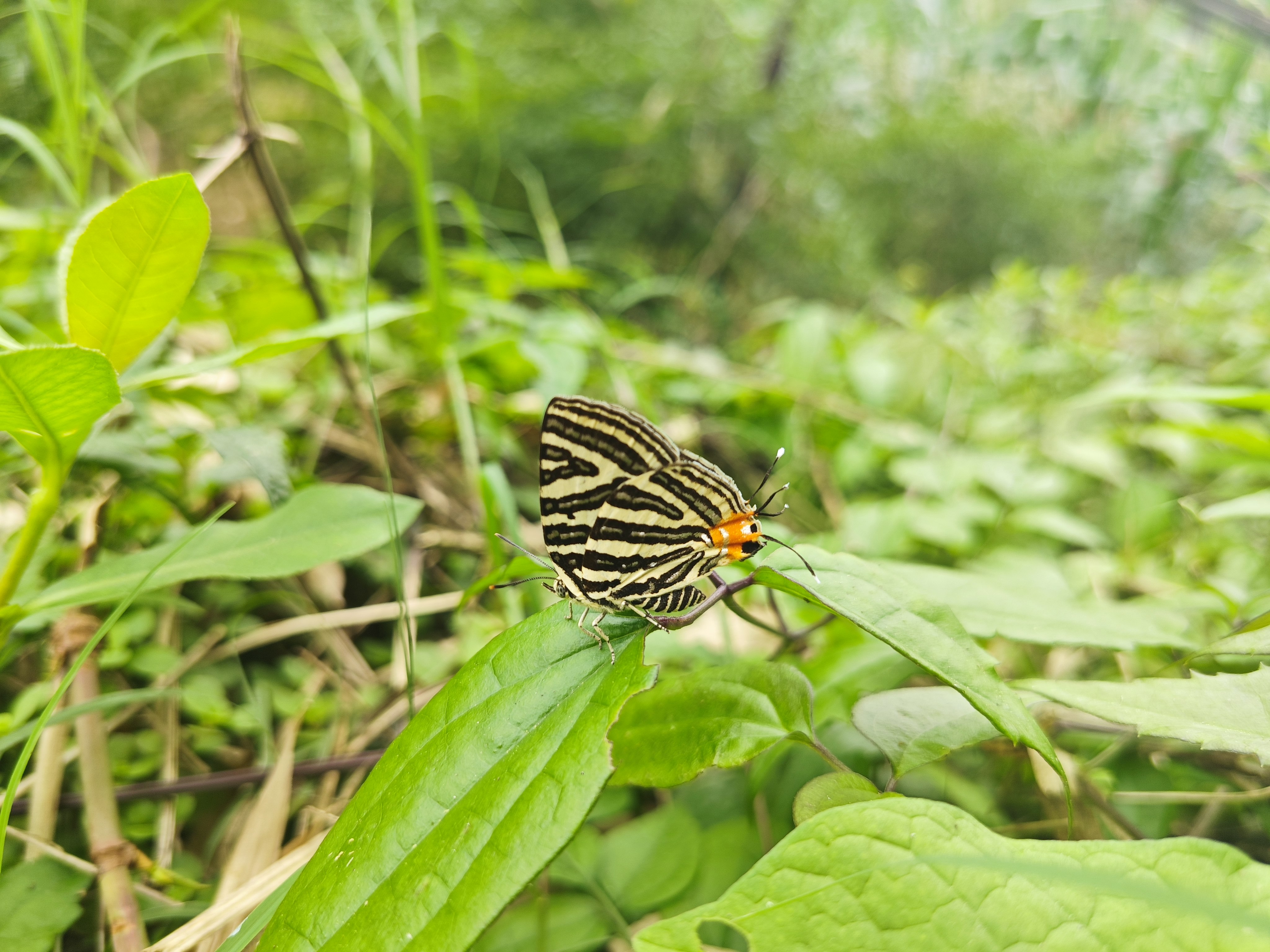 银线灰蝶
