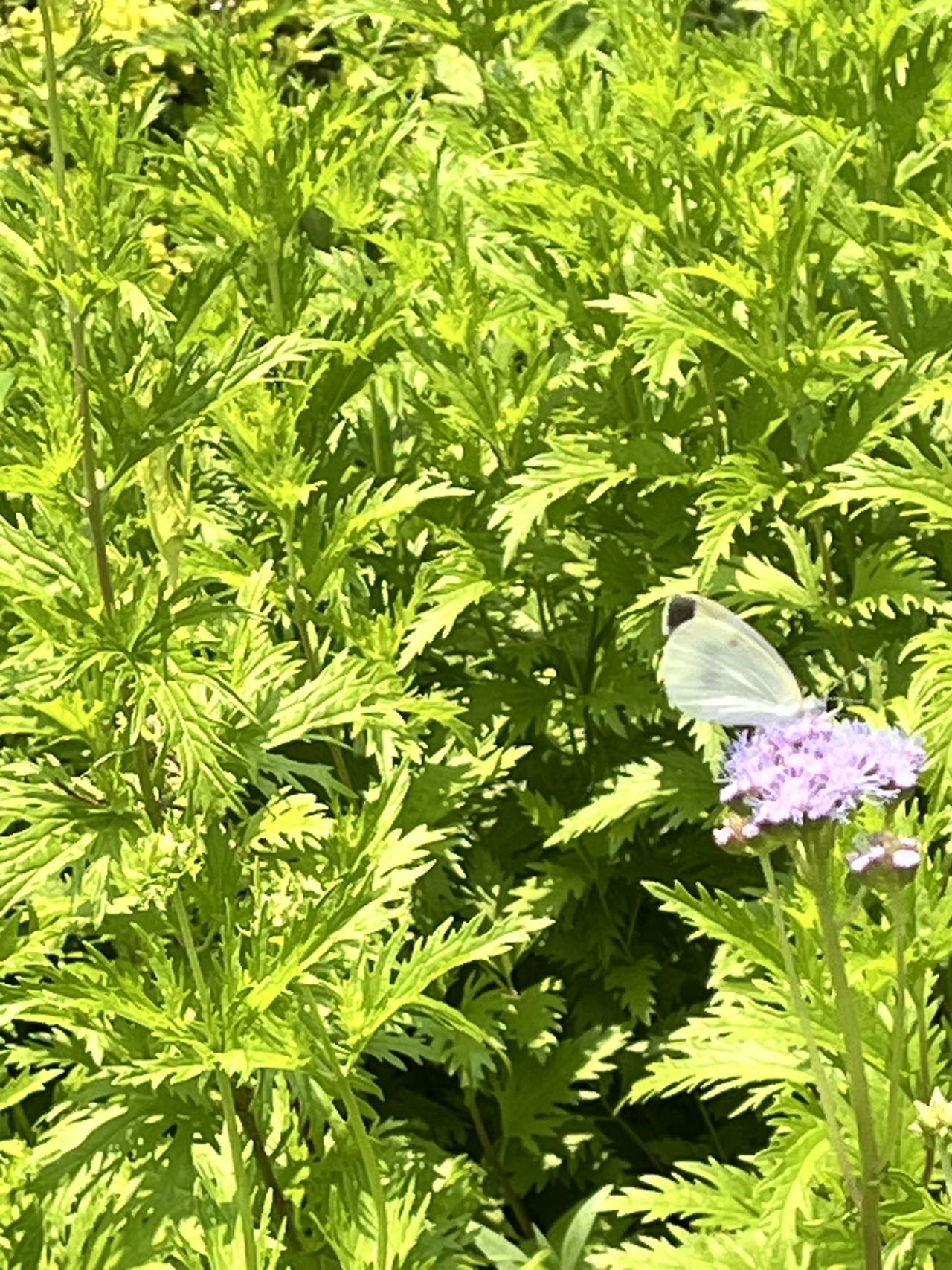 菜粉蝶
