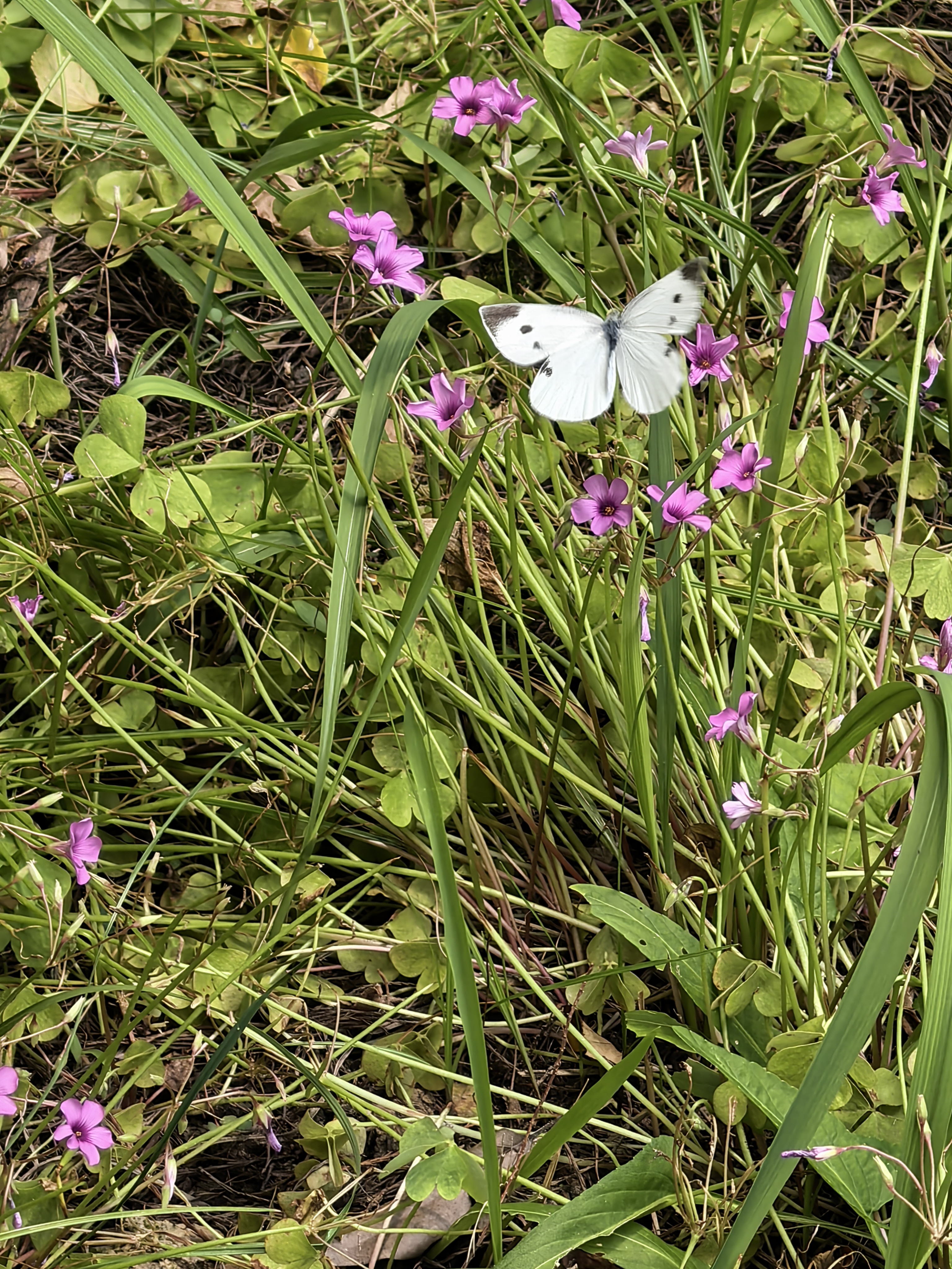 菜粉蝶