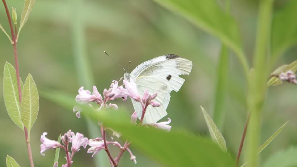 菜粉蝶