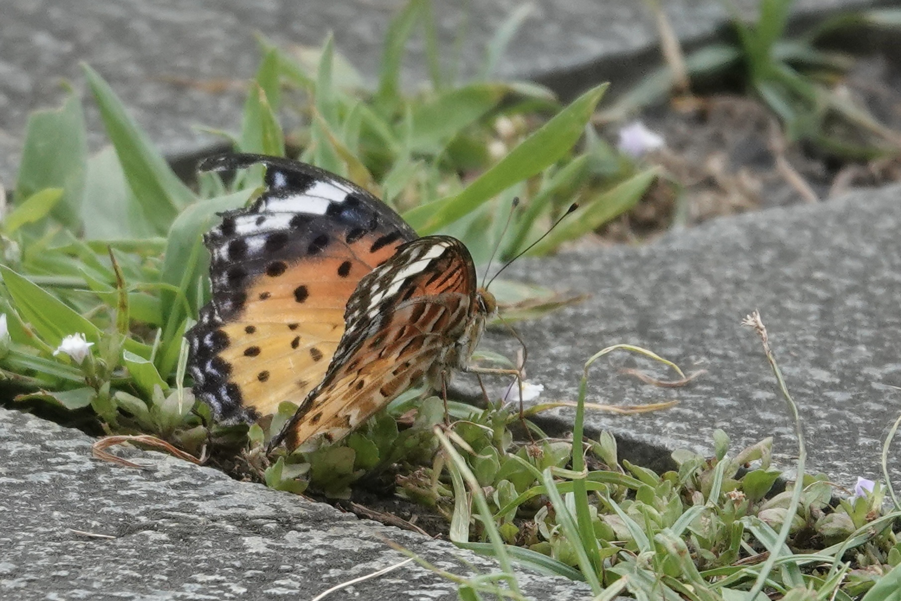 斐豹蛱蝶