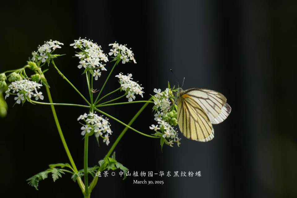 华东黑纹粉蝶