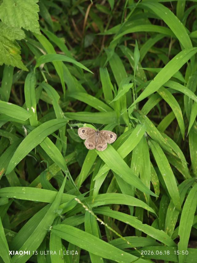 阿矍眼蝶