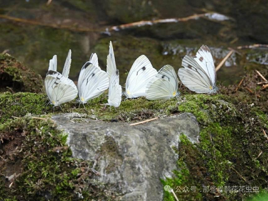 华东黑纹粉蝶