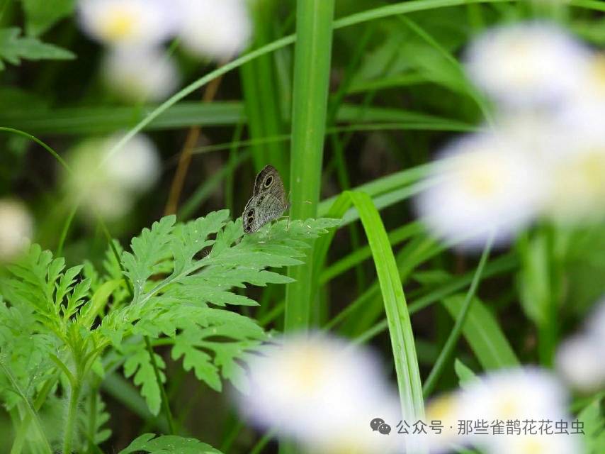阿矍眼蝶