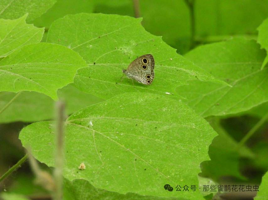 密纹矍眼蝶