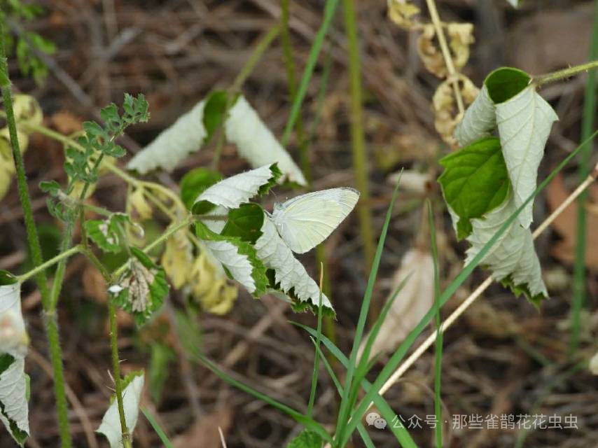 菜粉蝶