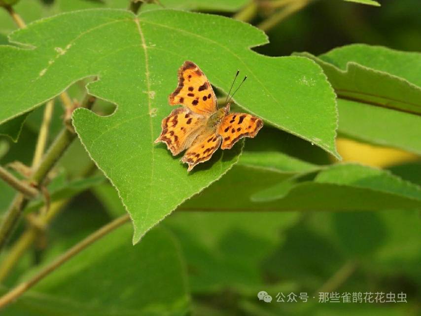 白钩蛱蝶