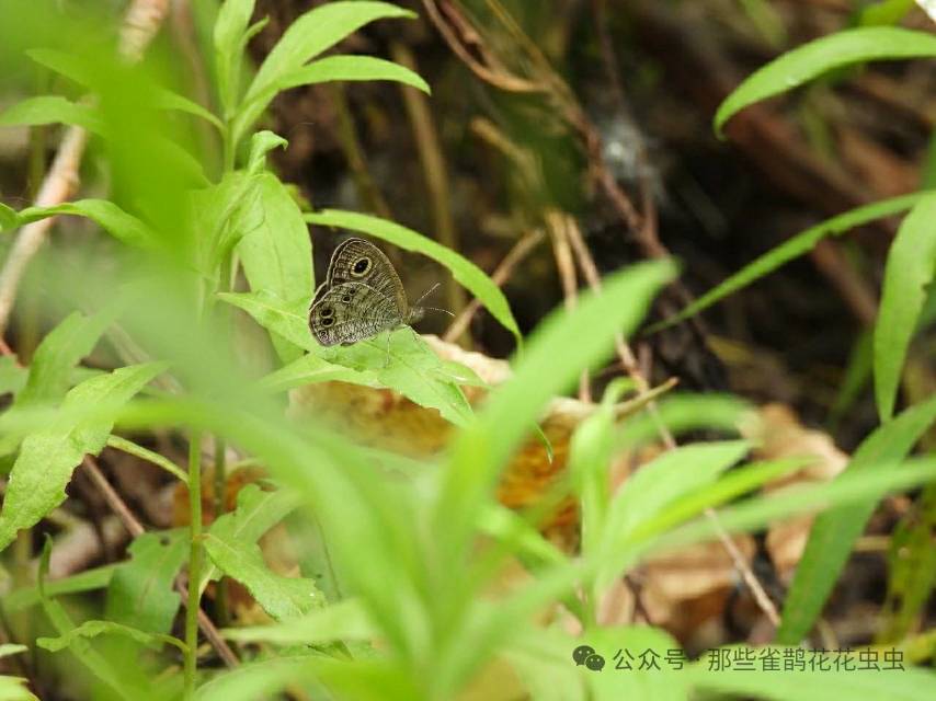 阿矍眼蝶