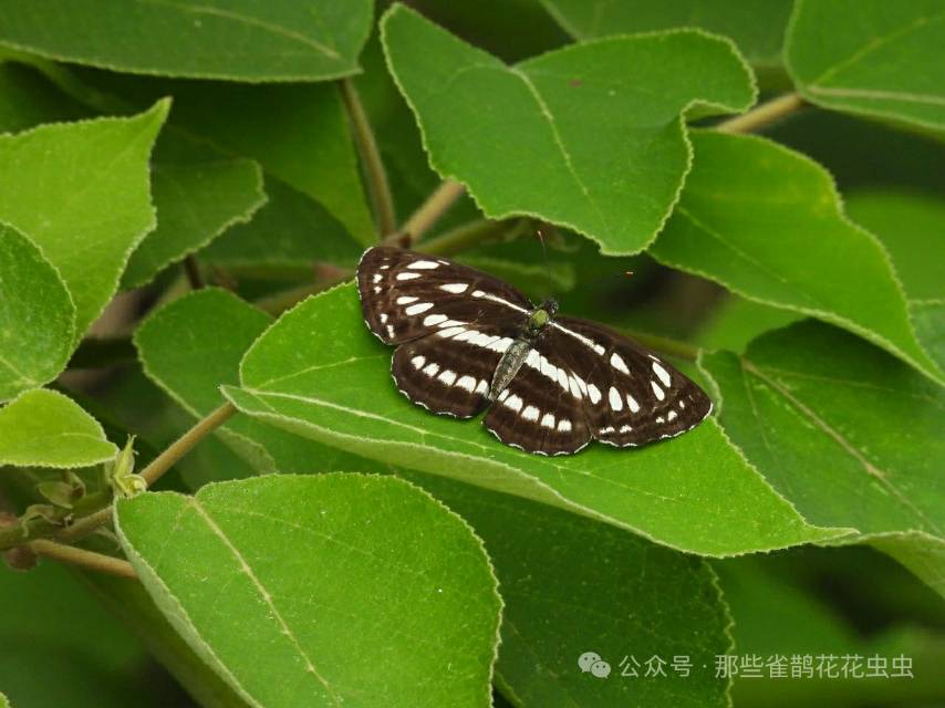 小环蛱蝶