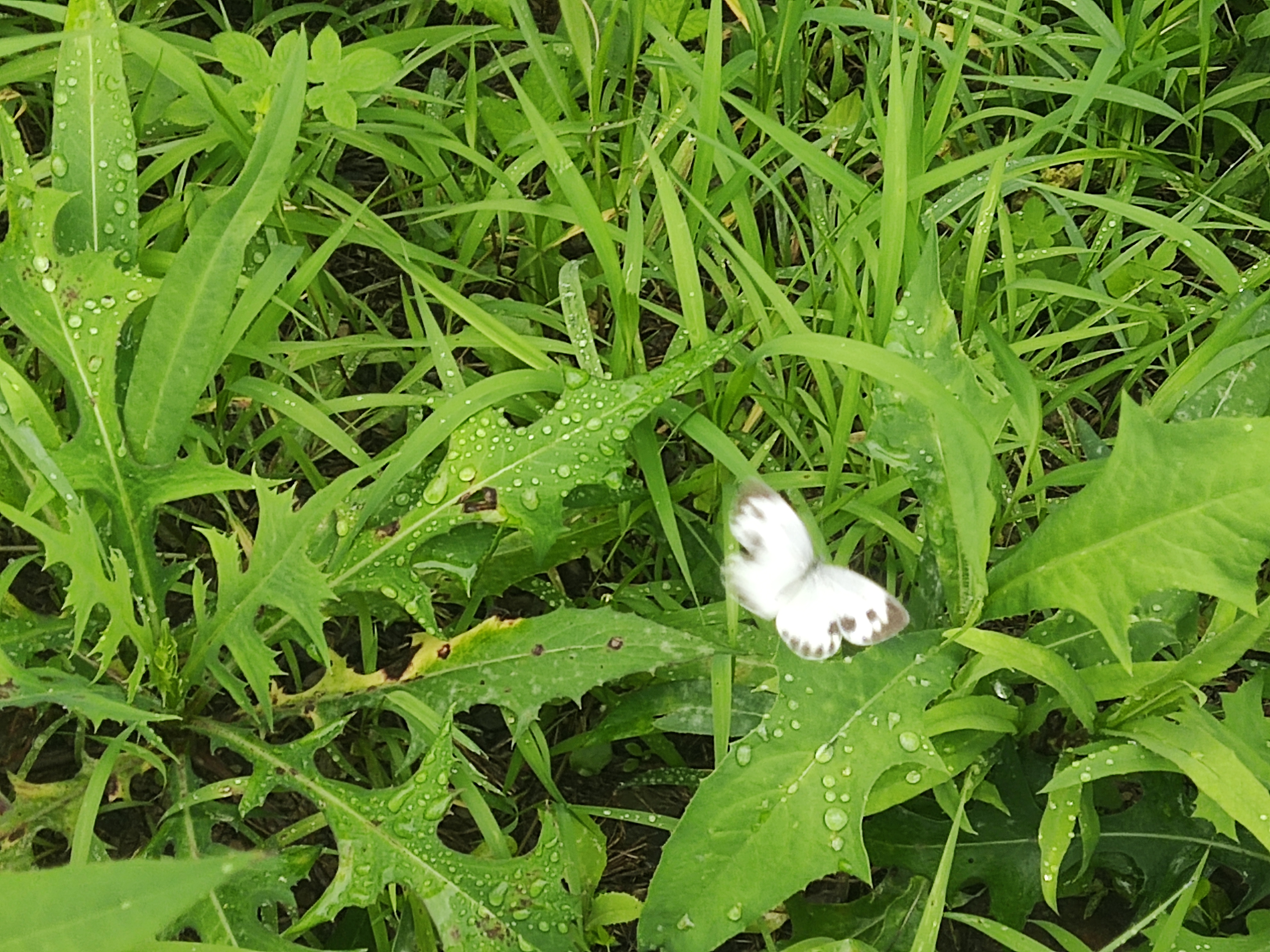 东方菜粉蝶