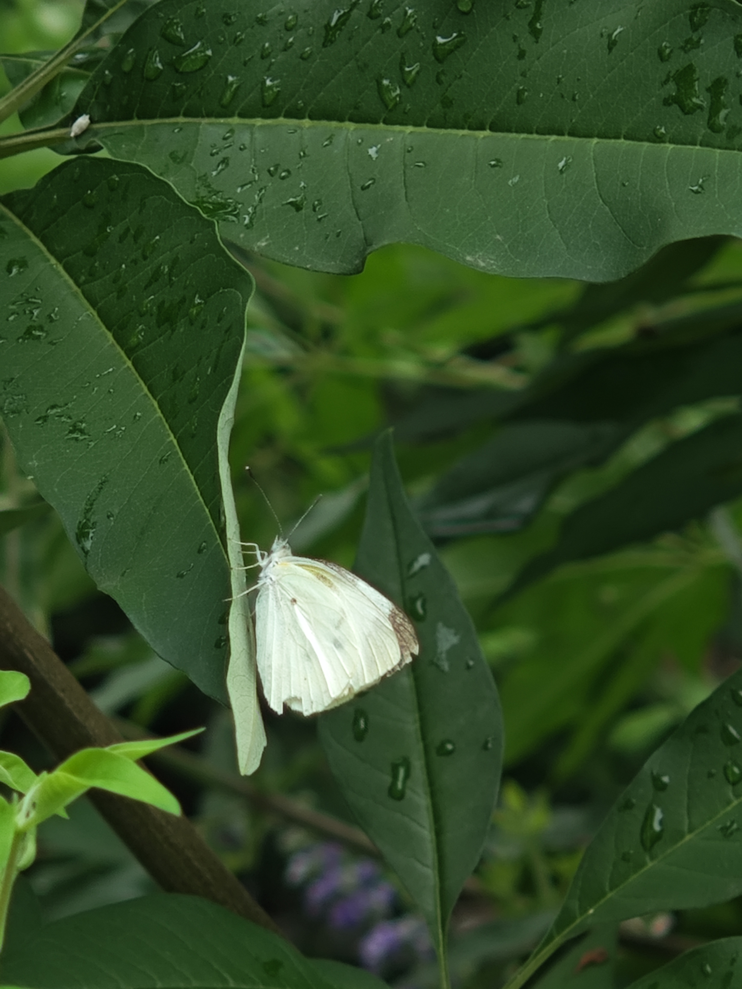 菜粉蝶