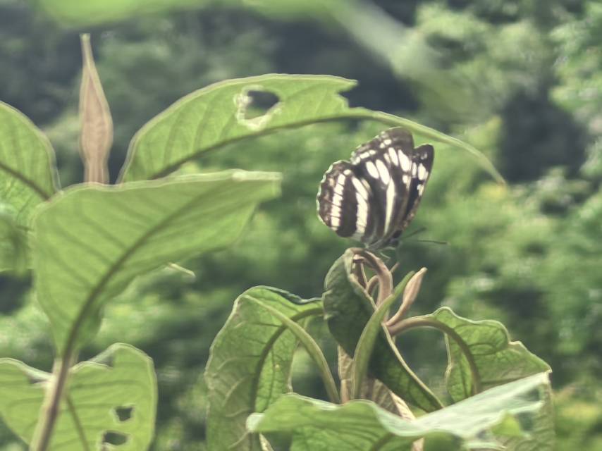 朝鲜环蛱蝶的公开观测照片