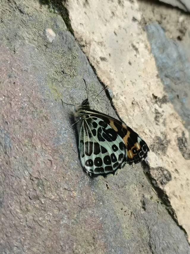 藏眼蝶