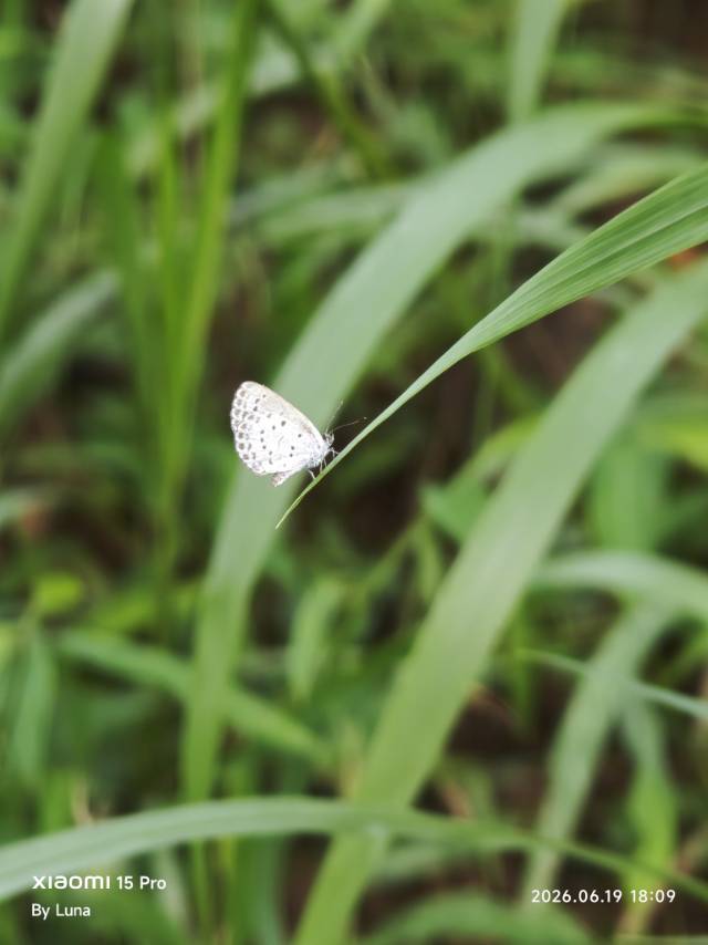 酢浆灰蝶