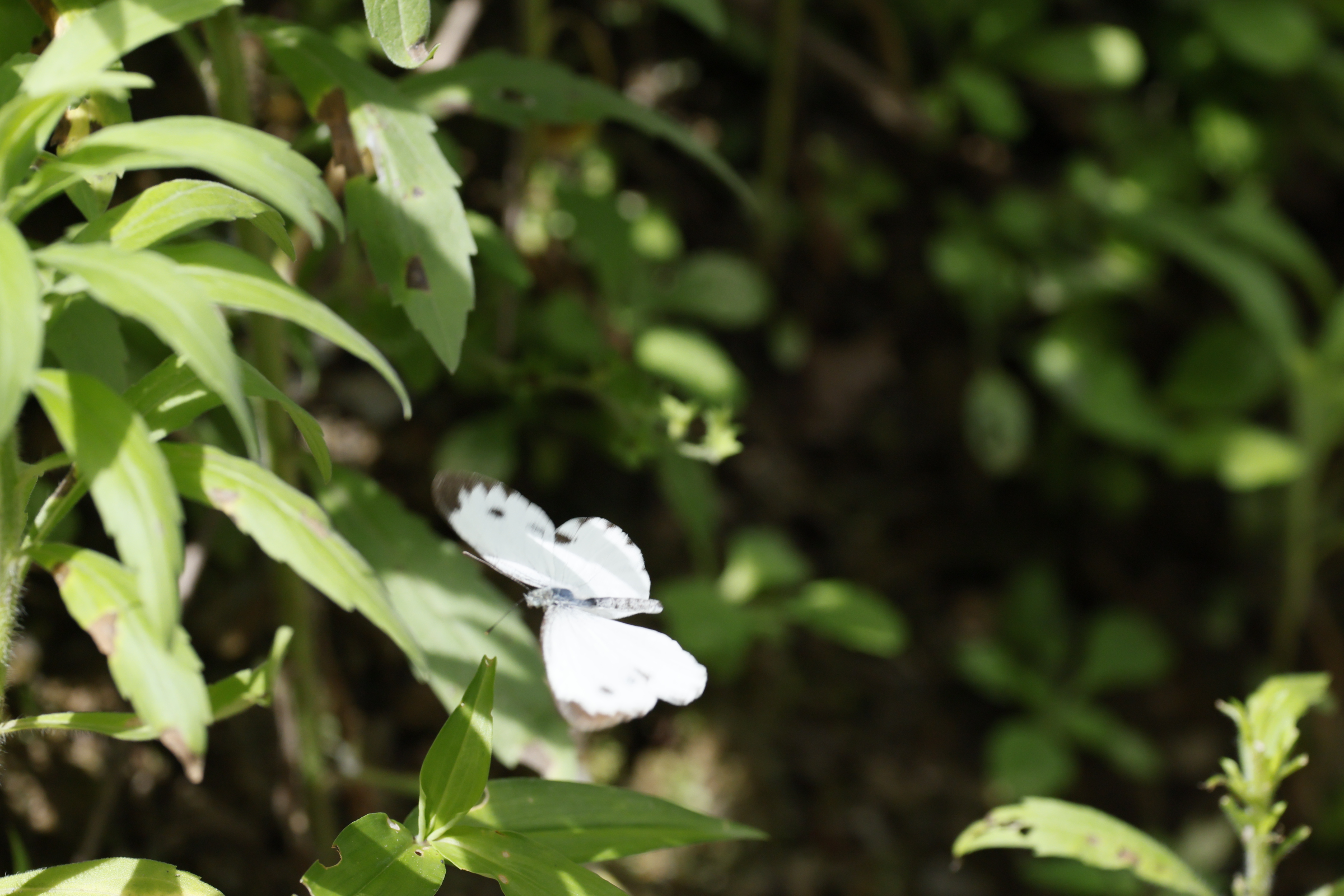 东方菜粉蝶