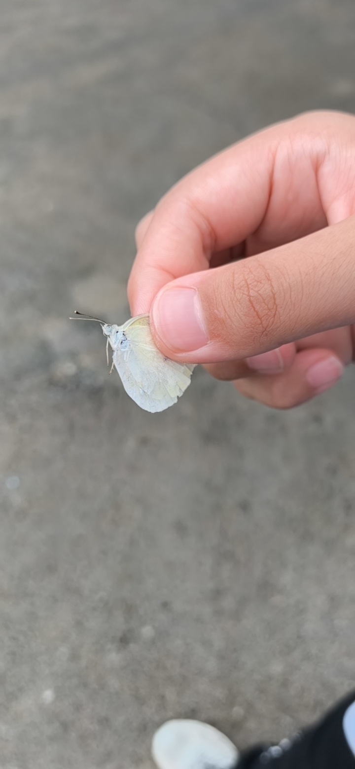 菜粉蝶