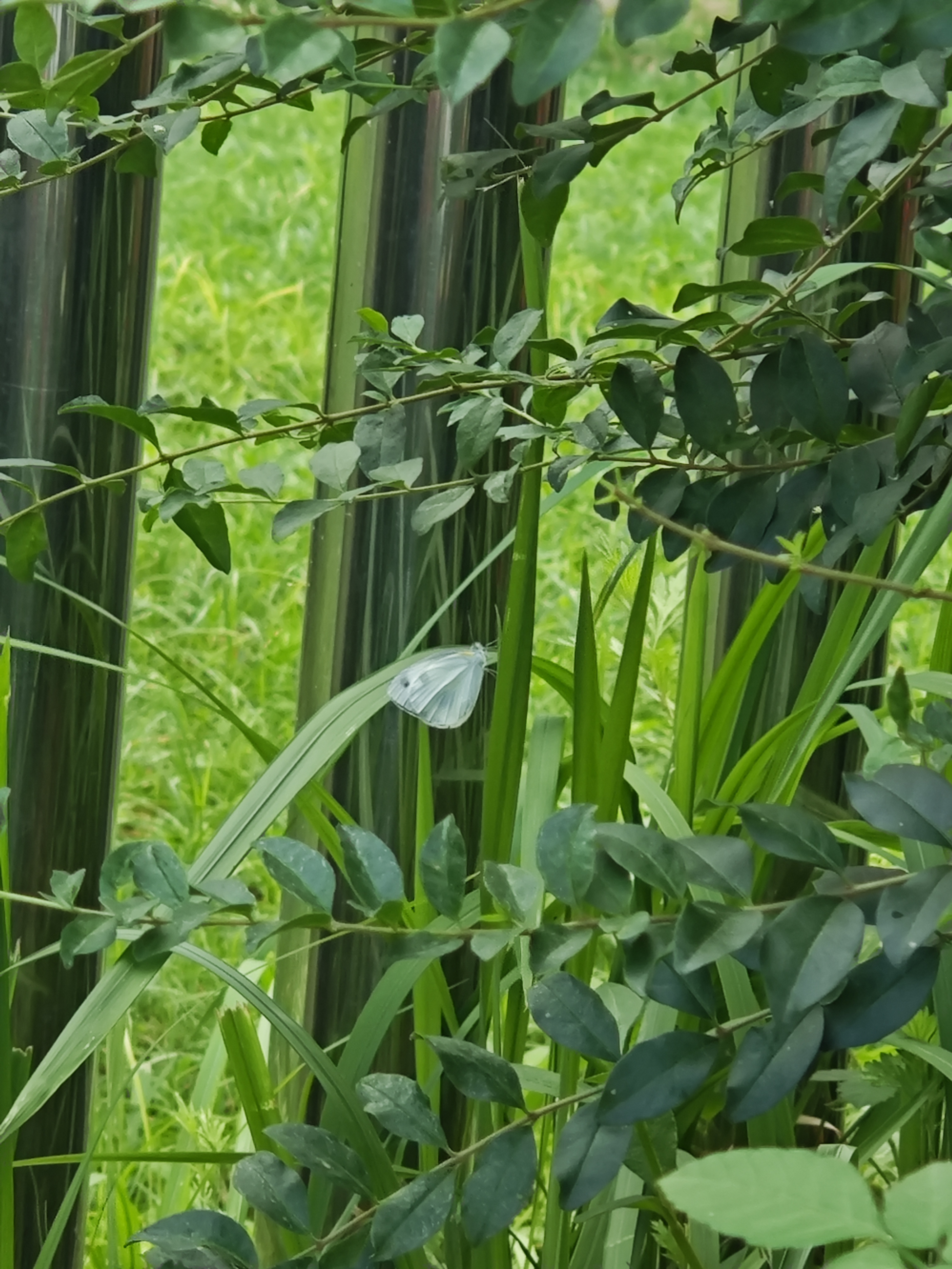 东方菜粉蝶