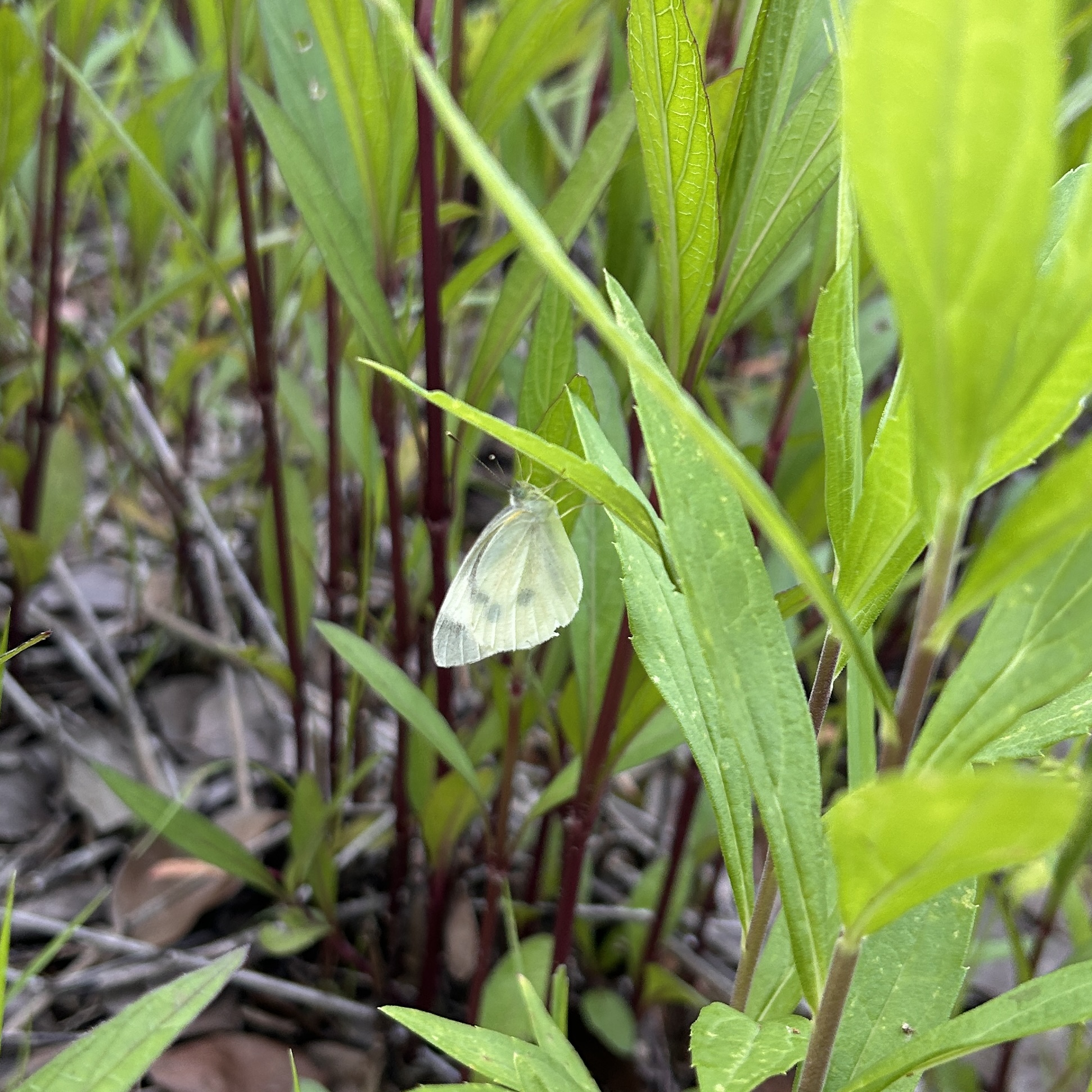 菜粉蝶