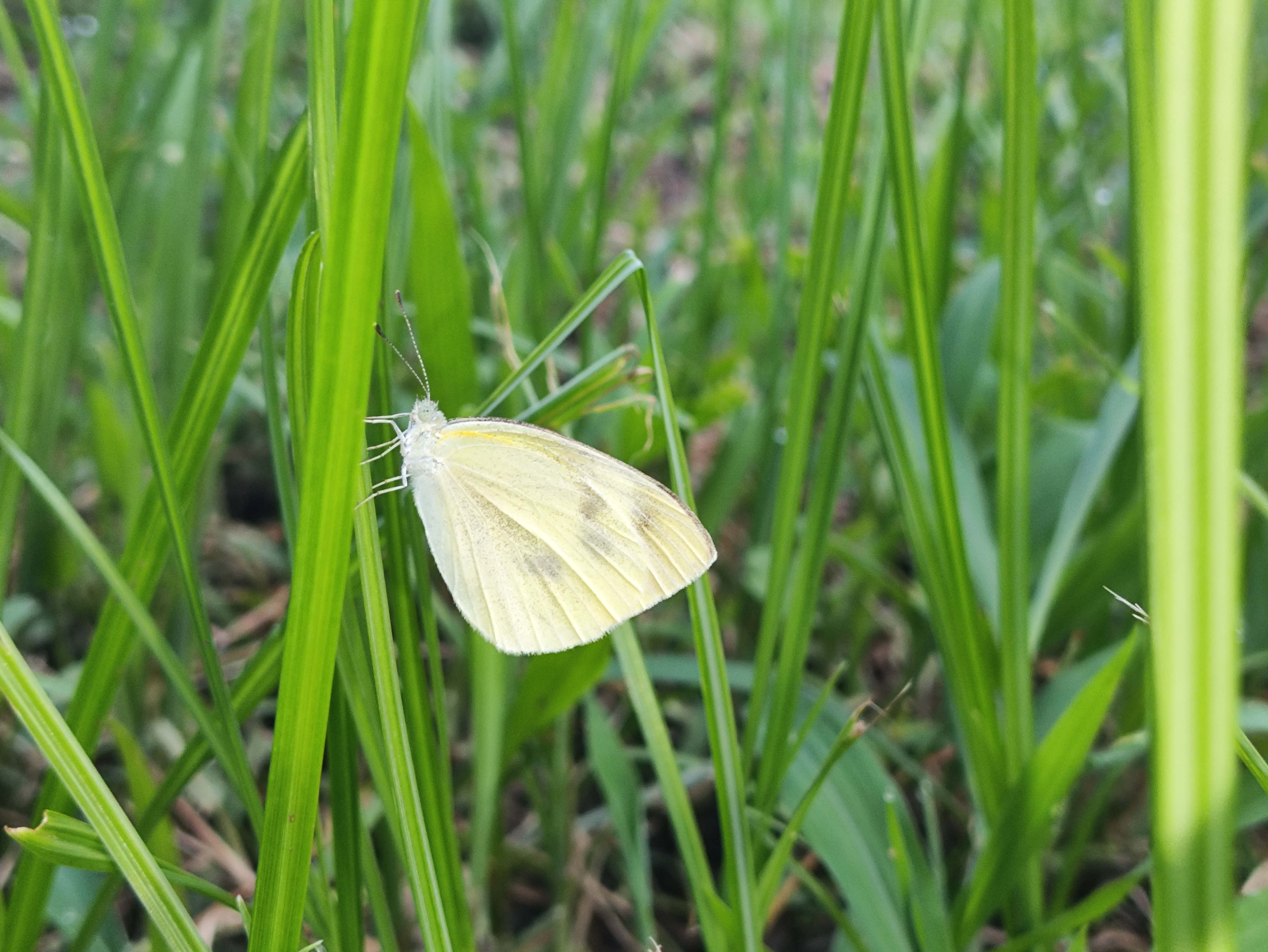菜粉蝶