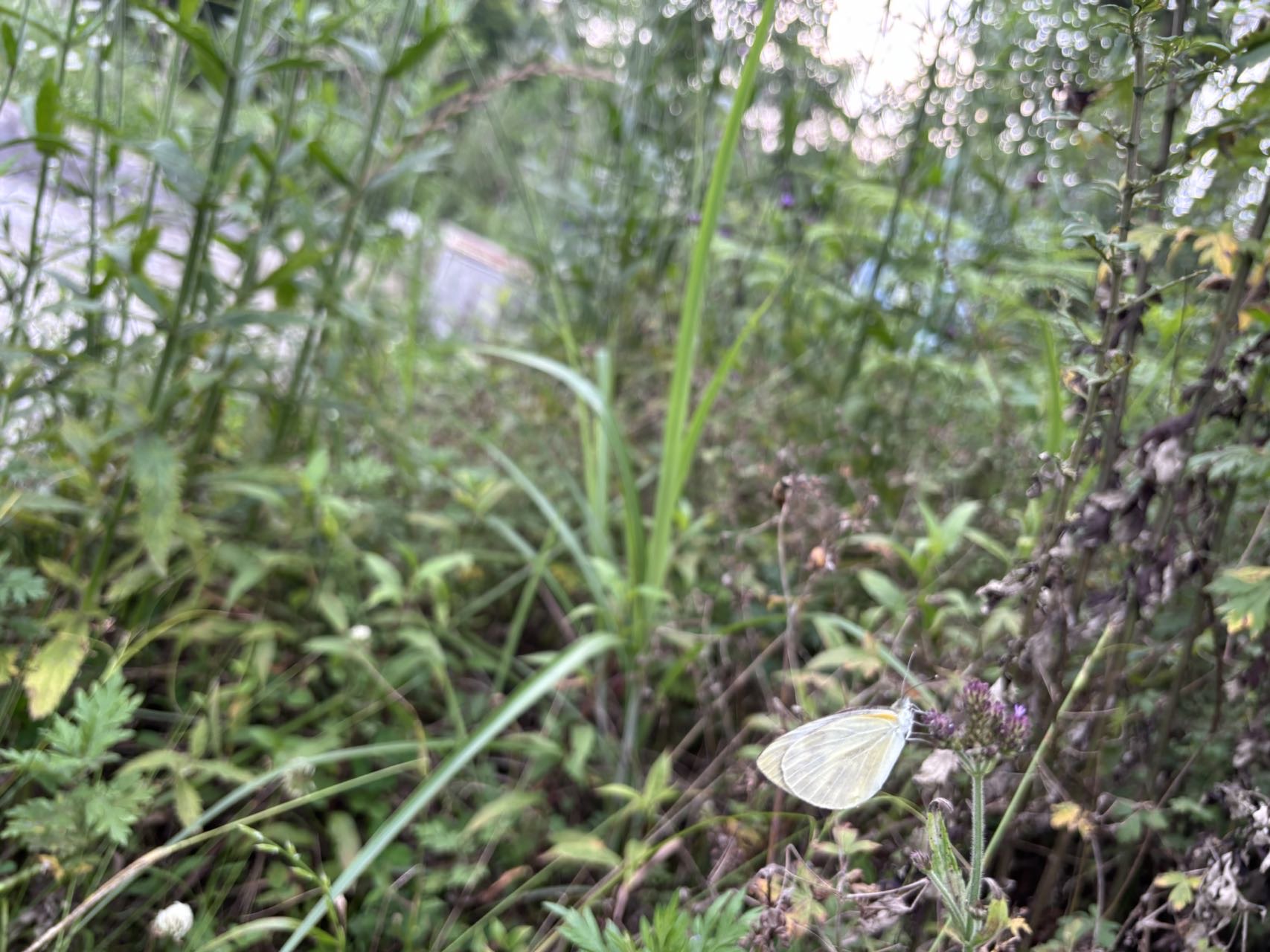 东方菜粉蝶