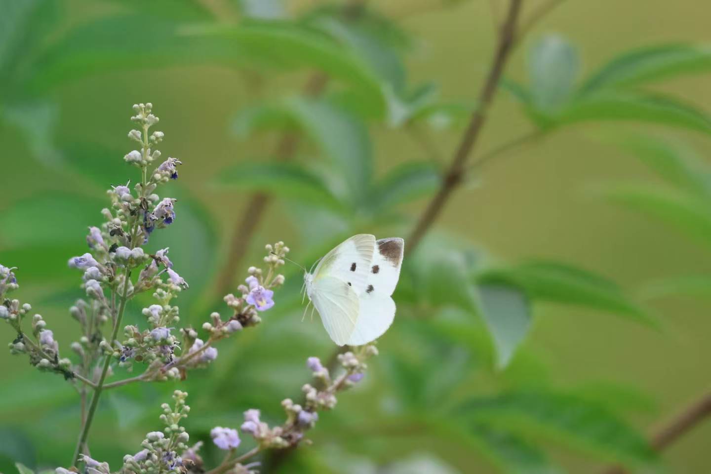 菜粉蝶
