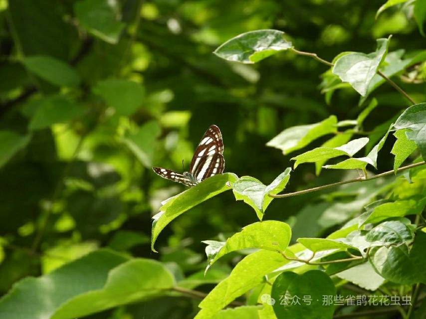小环蛱蝶