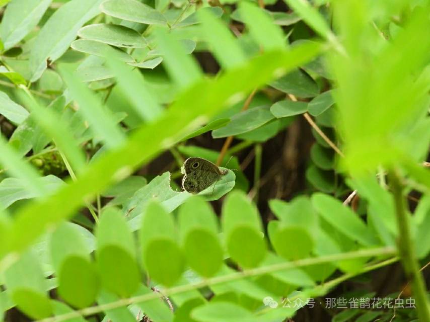 阿矍眼蝶