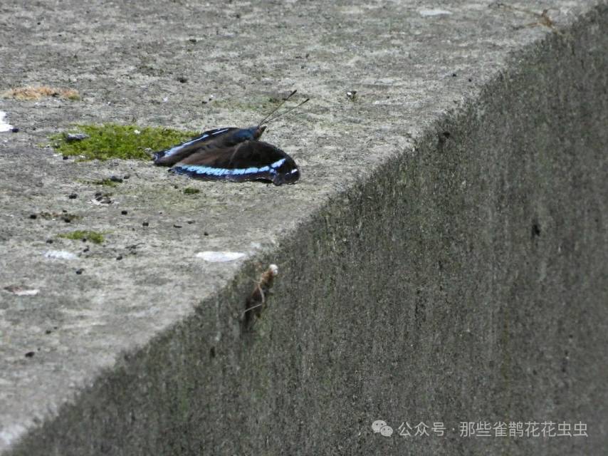 琉璃蛱蝶