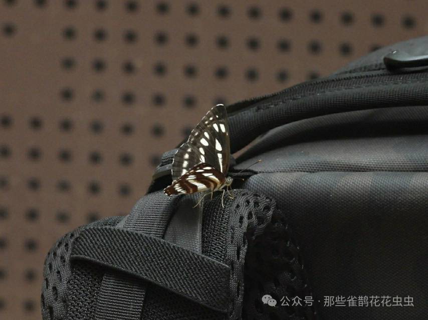 小环蛱蝶