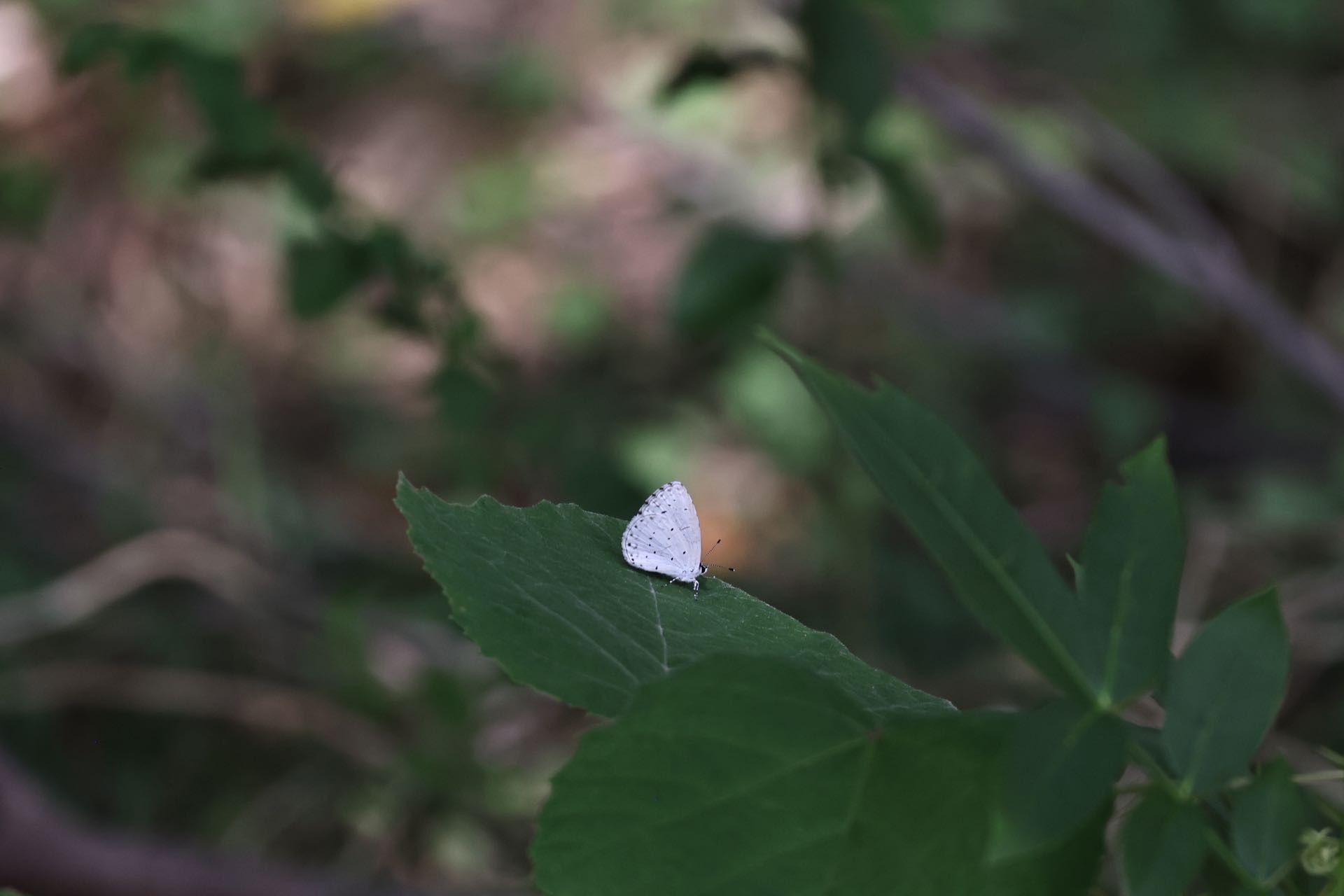 琉璃灰蝶