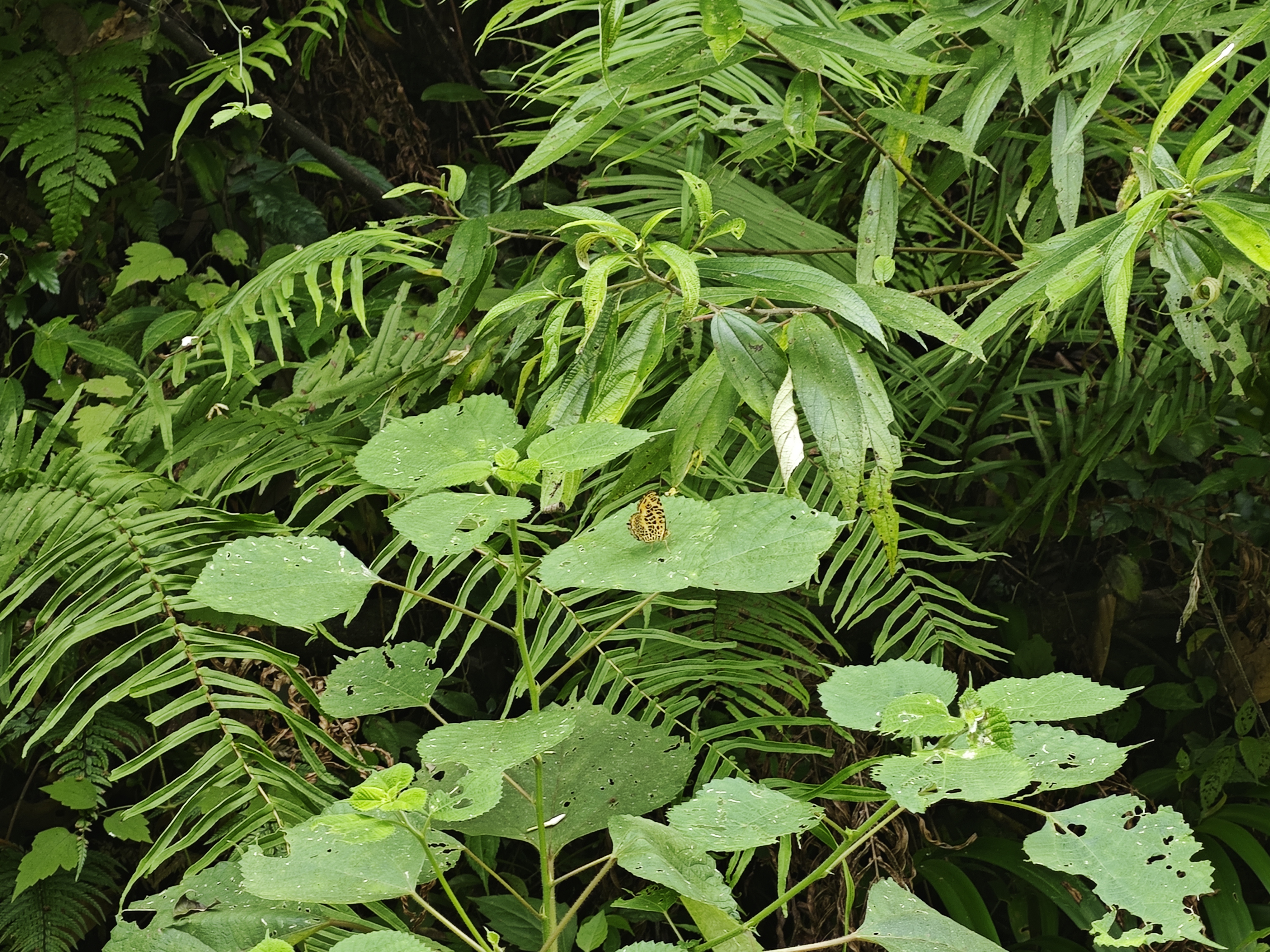 黄豹盛蛱蝶