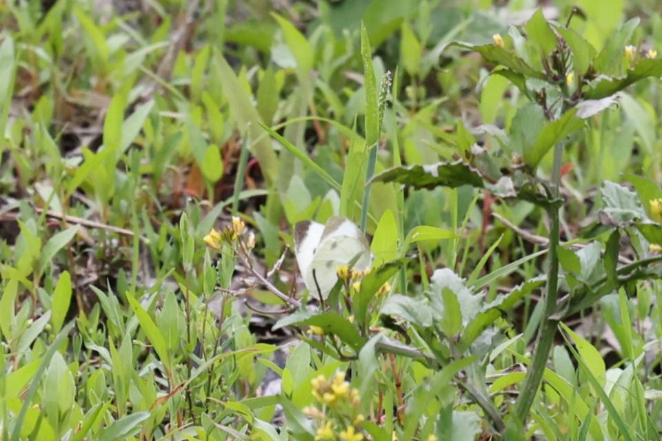 菜粉蝶