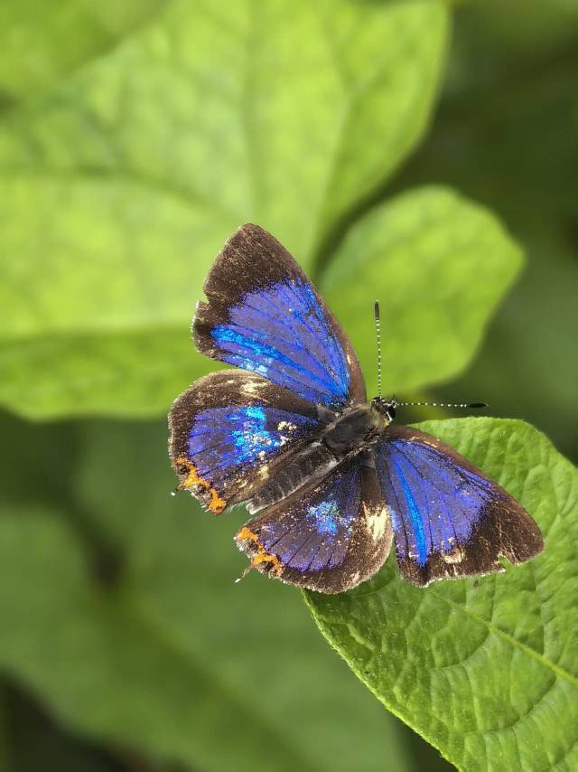 莎菲彩灰蝶