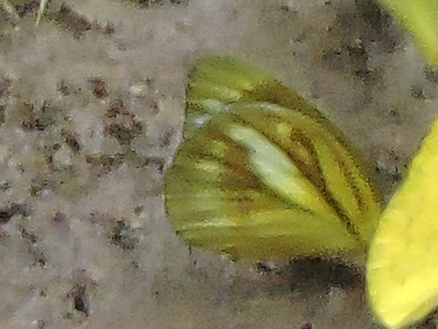 青园粉蝶